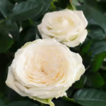 111514_closeup.webp