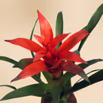 111163_closeup.jpg
