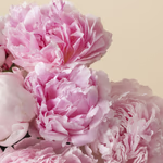 110601_close-up.jpg