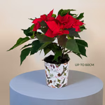 Christmas Star - Poinsettia_.jpg