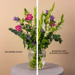 111154_in-bud.jpg