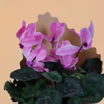 111516_closeup.webp
