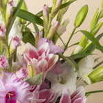 111527_closeup.jpg
