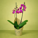 ChatGPT Image Mar 17, 2026, 02_58_27 PM.png