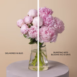110601_in-bud.jpg