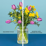 Serenata Spring 2026 - PROD02-4.png