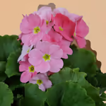 111515_closeup.webp