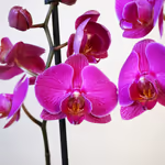 111063_closeup.jpg
