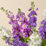 110757_close-up.jpg