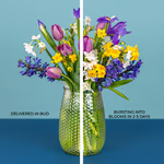 Serenata Spring 2026 - PROD03-4.png