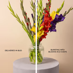 110431_in-bud.jpg
