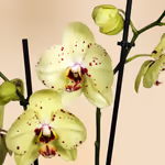 111162_closeup.jpg