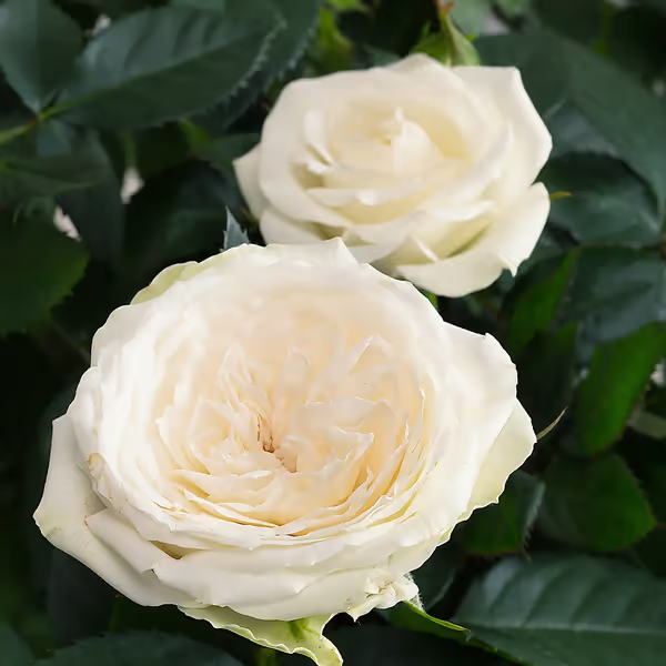 111514_closeup.webp