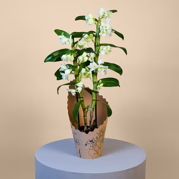 White Dendrobium Orchid