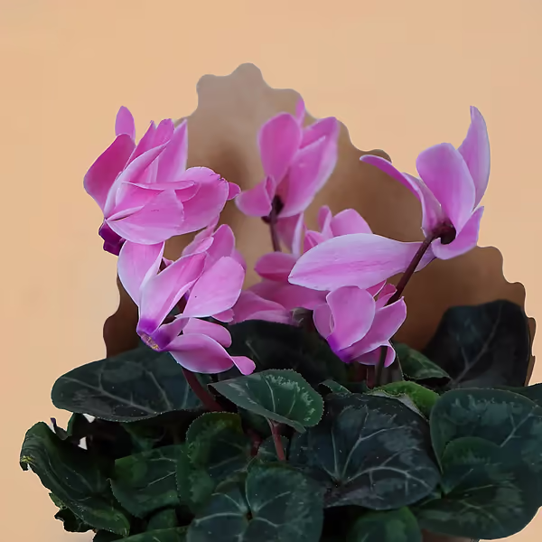 111516_closeup.webp