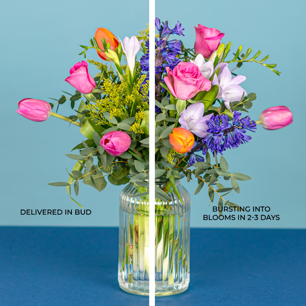 Serenata Spring 2026 - PROD06-18.png