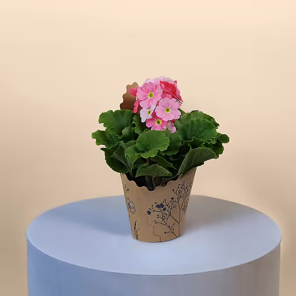 Pink Primrose