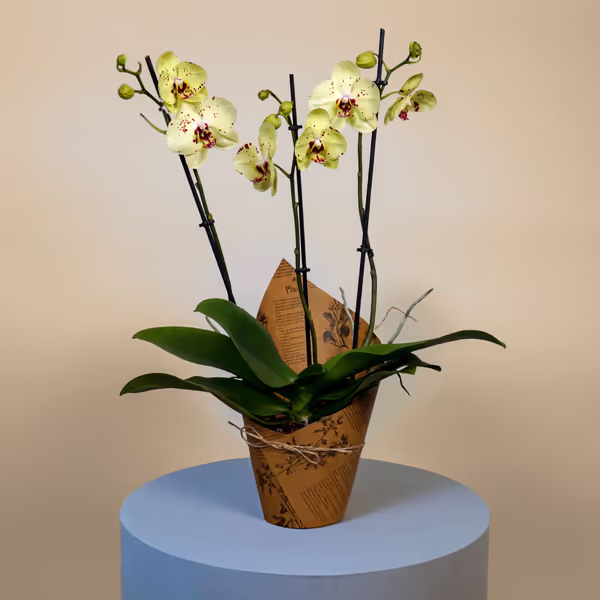 Large Phalaenopsis Orchid