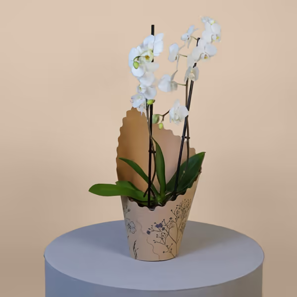 White Phalaenopsis Orchid