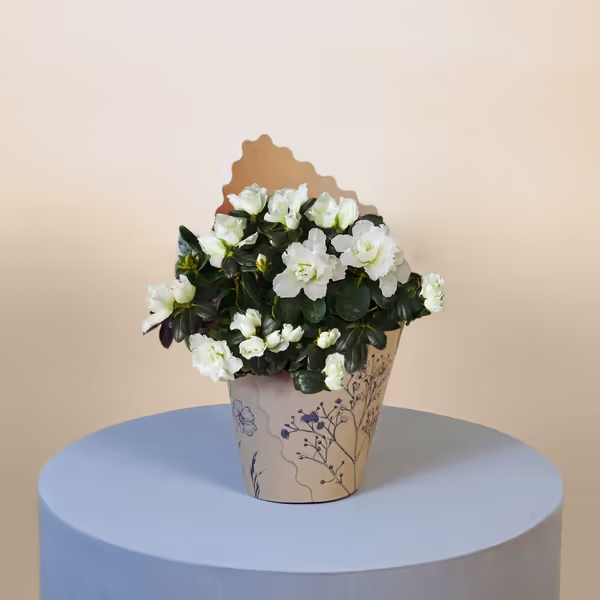 White Azalea