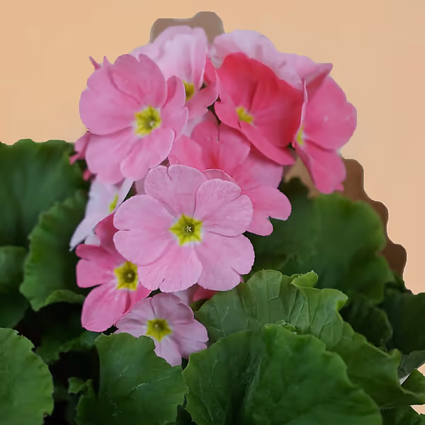 111515_closeup.webp