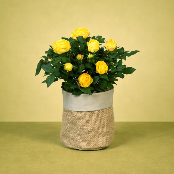 Letterbox Yellow Rose