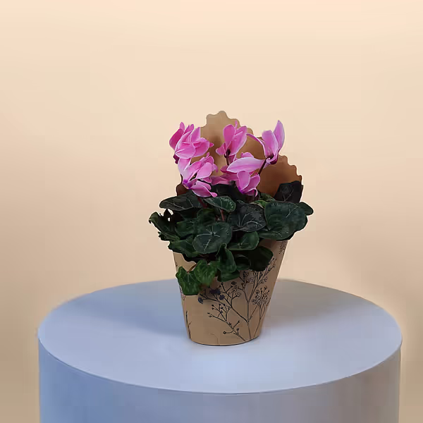Pink Cyclamen