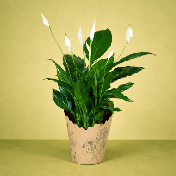 Large Peace Lily