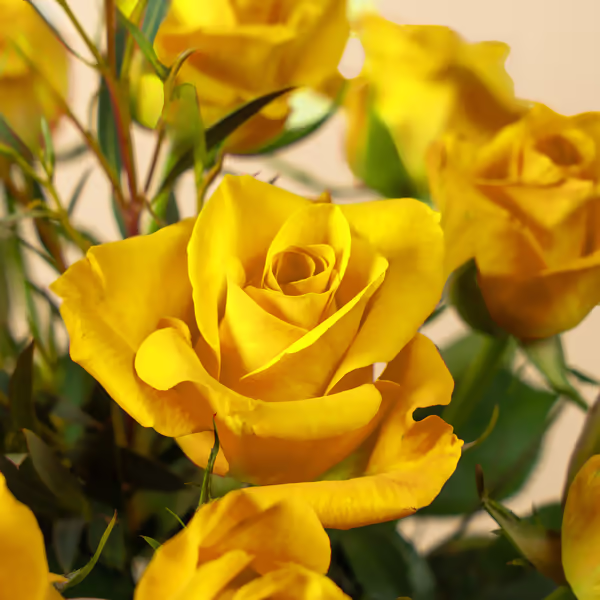111508_closeup.jpg