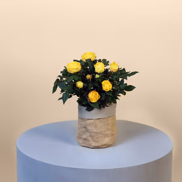 Letterbox Yellow Rose