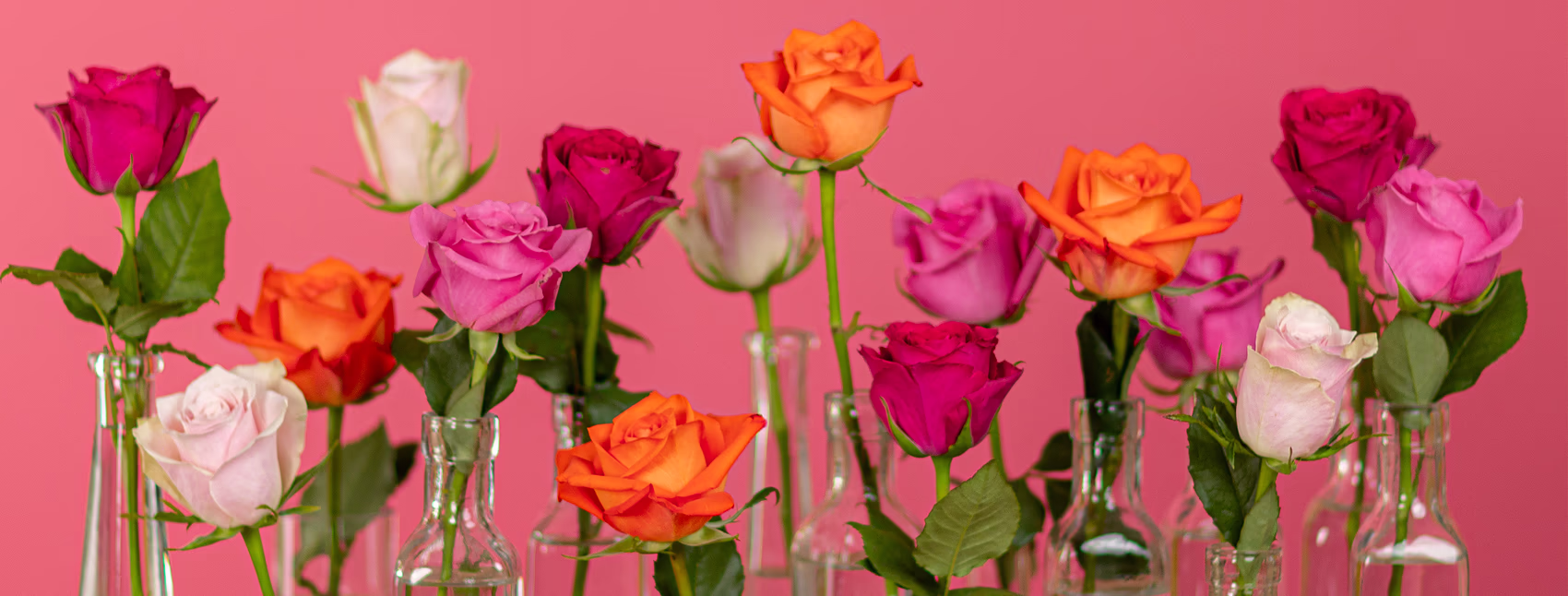 Serenata roses bouquet for next-day UK flower delivery