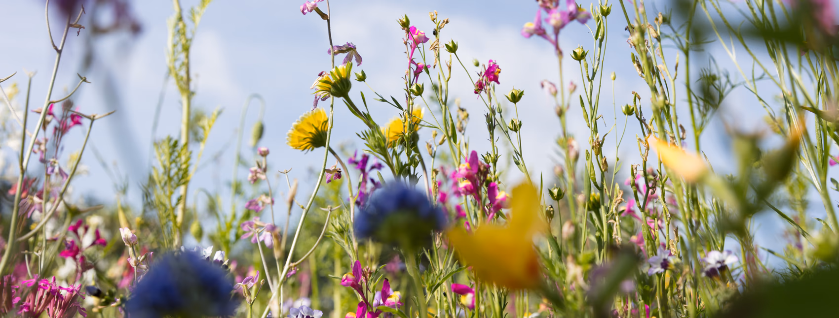 Image of wildflowers with a pale blue sky background