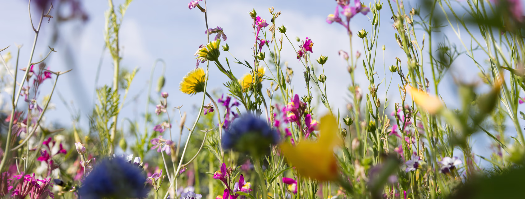Image of wildflowers with a pale blue sky background