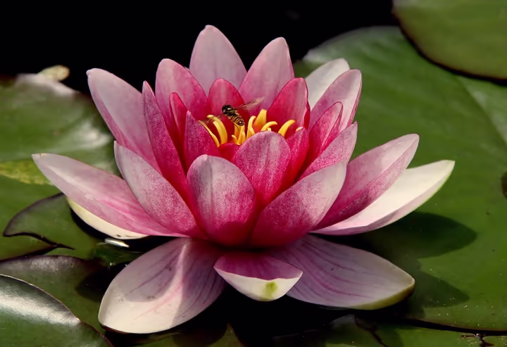 Water Lilies