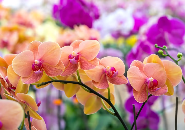 Orchids 