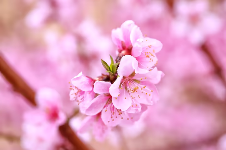 Peach Blossoms