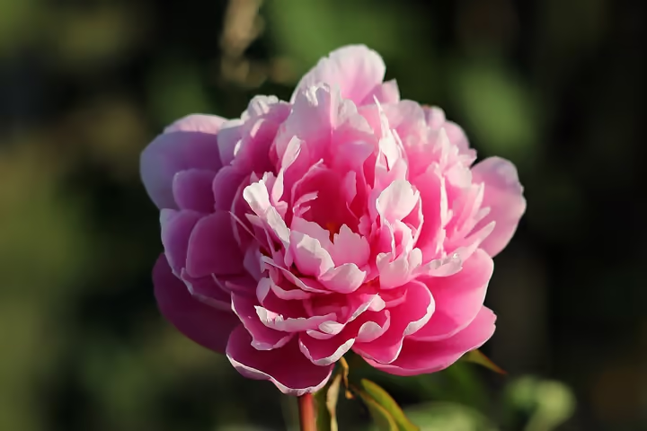 Peonies